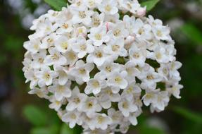 Lilac Bush white close-up on blurred background