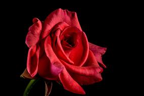 Beautiful, blooming, red rose flower on the green stem at black background