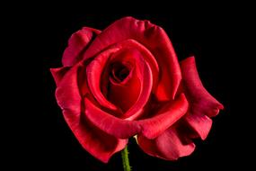 photo of a fabulous red rose on a black background