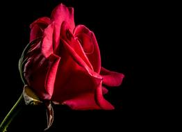 Red Rose Bloom black background