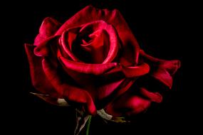 dark Red Rose and black background