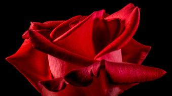 Red Rose Bloom on black background