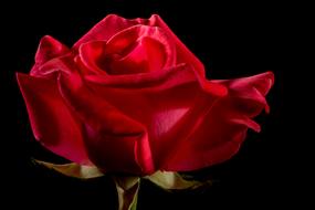 flower Rose black background