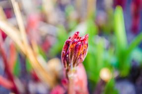 Beautiful, blooming, colorful gladioli flower at blurred background