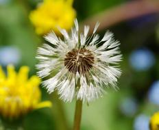 Dandelion Wet