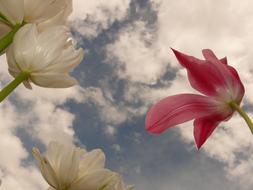 Tulips Flowers Sky