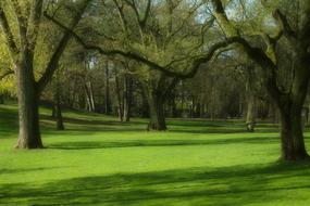 Park Trees Spring