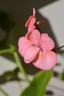 pink Malbon Flower