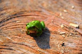 Frog Tree Amphibians