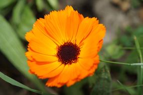 orange spring flower on blurred background