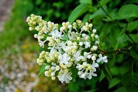 white Lilac, blooming shrub