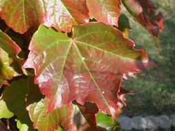 Wine Leaf Autumn Color