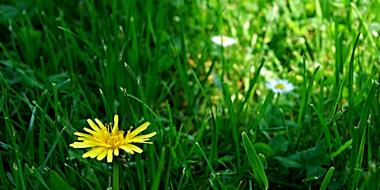 dandelion in tall green grass on a summer meadow close up