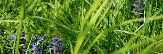 Lawn Grass green blue flowers