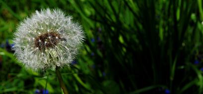 dandelion with seeds among green grass on blurred background