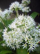 Herbs Garlic Flowers