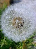 Dandelion Fluff White