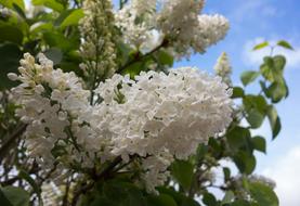 Lilac Blossom Flowers blue sky