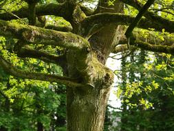 Tree Old Gnarled