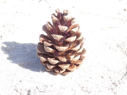 Pine Cones KienÃ¤pfel