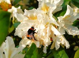 incredible beauty Rhododendrons Blossom