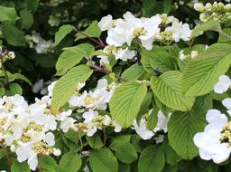 Bush Hydrangea Climbing plants