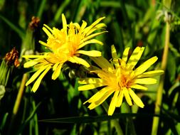 Close-up of the beautiful, yellow and orange dandelion flowers, among the colorful grass