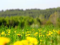 Meadow Flowers Spring