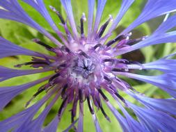 Cornflower Purple Violet green