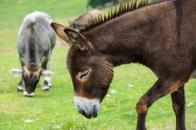 Donkey Livestock Head