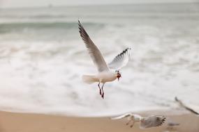 seagull on the background of sea foam