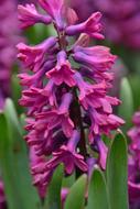 Hyacinth Bloom