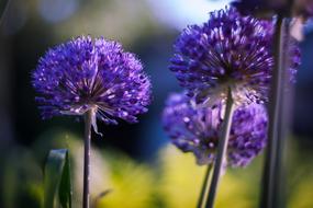 Summer Flowers
