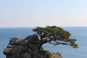Rock Pine Sea