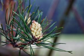 Thriving Pine Tree