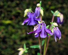 purple bell shaped Flower Blossom Bloom