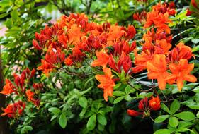 Rhododendrons Bush Flowers