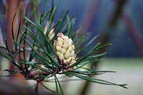 Pine Blossom white green