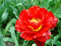 open red double Tulip