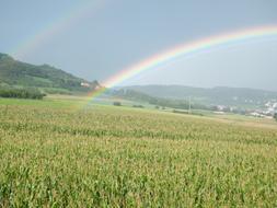 Cornfield at Rainbow landscape