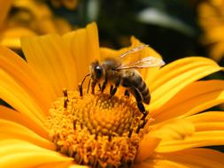 a bee extracts nectar on a yellow flower