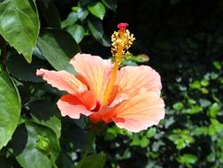 Hibiscus Peach Rose Flower