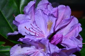 Rhododendrons Flowers Tender purple