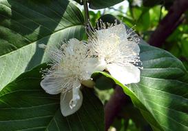 macro photo of white guava buds