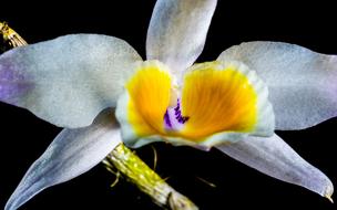 white-yellow-purple orchid on a black background