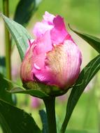 Bud Peony and Leaf