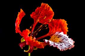 bright Blossom Bloom at dark