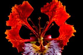 Close-up of the beautÄ±ful, blooming, red, purple, white, yellow and green flower at black background