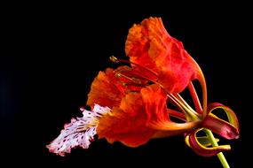 orange exotic flower on black background