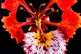 bright red Blossom Bloom